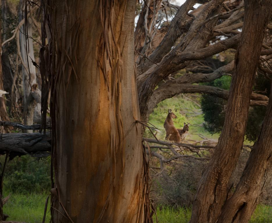 Salty Air Apartments Kingscote Kangaroo Island 部屋 写真